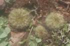 notocactusottonis_small.jpg