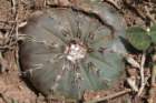 fraileacastaneaasteroides2_small.jpg