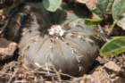 fraileacastaneaasteroides_small.jpg
