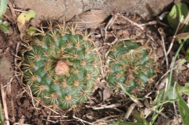 fraileapumila.jpg