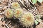 fraileapumila2_small.jpg