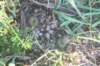 fraileagracilliama2_small.jpg