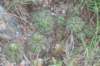 gymnocalyciumdenudatum_small.jpg