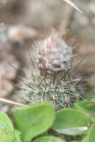 fraileagracillima.jpg