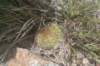 notocactusconcinnusvarmulticostatus2_small.jpg