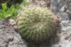 notocactusconcinnusvarmulticostatus_small.jpg