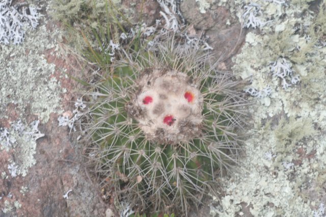 notocactuslangsdorfii.jpg