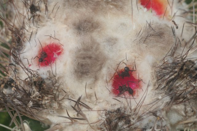 notocactuslangsdorfii2.jpg