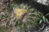 notocactuslangsdorfii3_small.jpg
