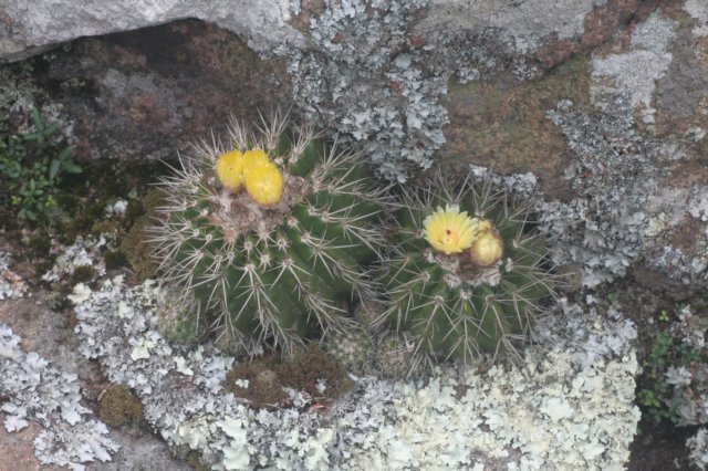 notocactuslangsdorfii4.jpg