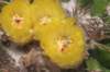 notocactuslangsdorfii5_small.jpg