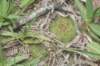 notocactusottonis_small.jpg