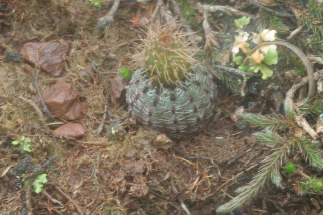fraileaphaeodisca2.jpg