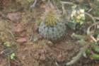 fraileaphaeodisca2_small.jpg