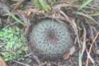 fraileaphaeodisca3_small.jpg