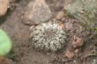 fraileaphaeodisca_small.jpg