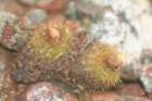 fraileapumila_small.jpg