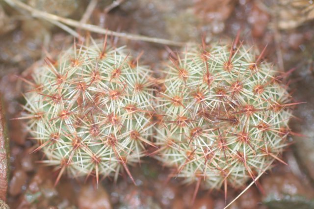 notocactusmammulosusseedlings.jpg