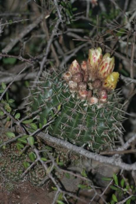 notocactusmammulosus