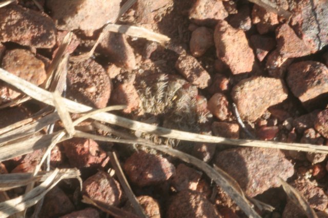 fraileabuenekerivardensispina.jpg