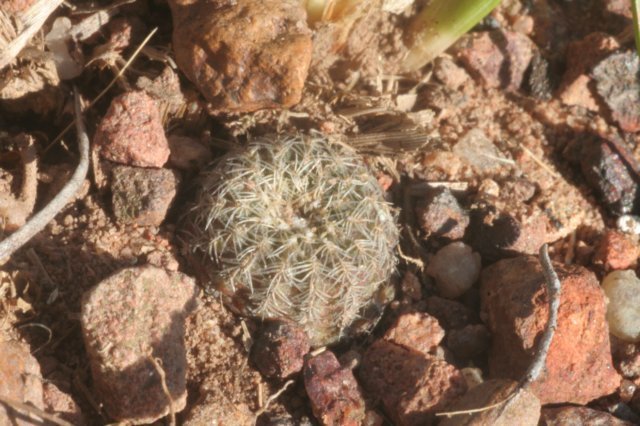 fraileabuenekerivardensispina2.jpg