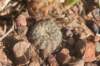 fraileabuenekerivardensispina2_small.jpg