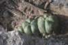 gymnocalyciumhorstii_small.jpg