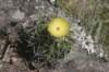 notocactuslangsdorfii2_small.jpg
