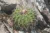 notocactuslangsdorfii_small.jpg
