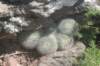 notocactusscopa2_small.jpg