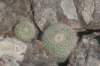 notocactusscopa_small.jpg