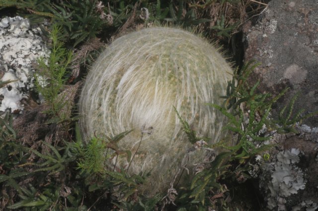 acanthocephalabrasilicactushaselbergii.jpg