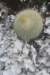 acanthocephalabrasilicactushaselbergii3_small.jpg