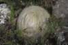 acanthocephalabrasilicactushaselbergii_small.jpg