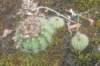notocactuslinkii_small.jpg