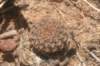 fraileabuenekeri_small.jpg