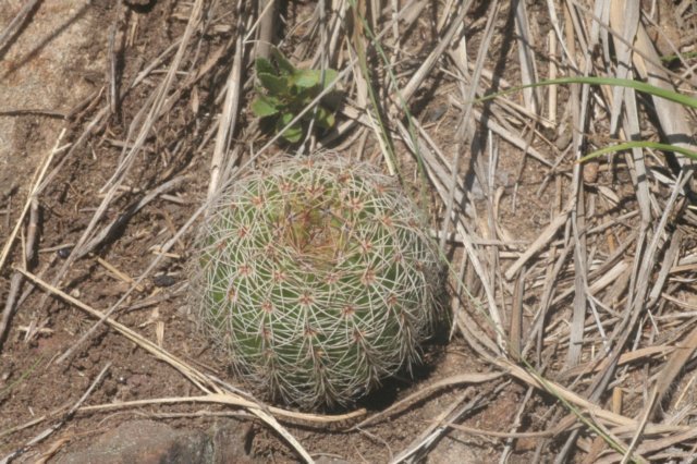 notocactuslinkii.jpg