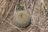 notocactuslinkii_small.jpg
