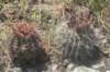 notocactuspermutatusrhs_small.jpg