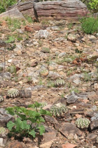 discocactuscephaliaciculosuscs793.jpg
