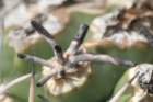 discocactuscephaliaciculosuscs796_small.jpg