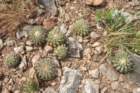 discocactuscephaliaciculosuscs797_small.jpg