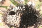 discocactuscephaliaciculosuscs798_small.jpg