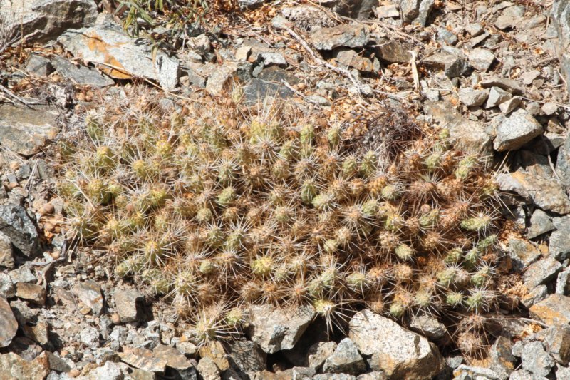 cumulopuntiasphaerica.jpg