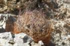 neoporteriaeriosyzoidesvaratroviridis2_small.jpg