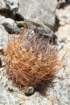 neoporteriaeriosyzoidesvaratroviridis3_small.jpg
