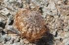 neoporteriaeriosyzoidesvaratroviridis_small.jpg
