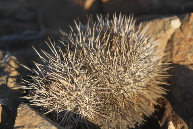 copiapoamegarhizavarborealis.jpg