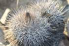 copiapoamegarhizavarborealis2_small.jpg
