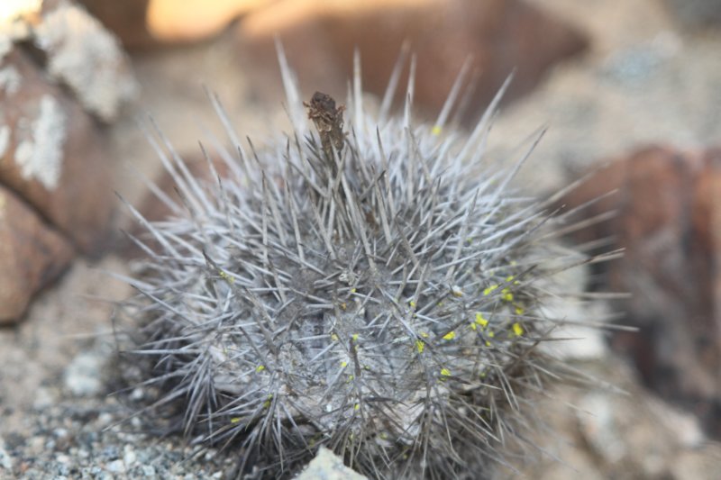 copiapoamegarhizavarborealis4.jpg